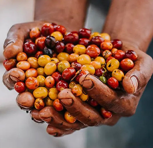 Guatemala Blue Ayarza