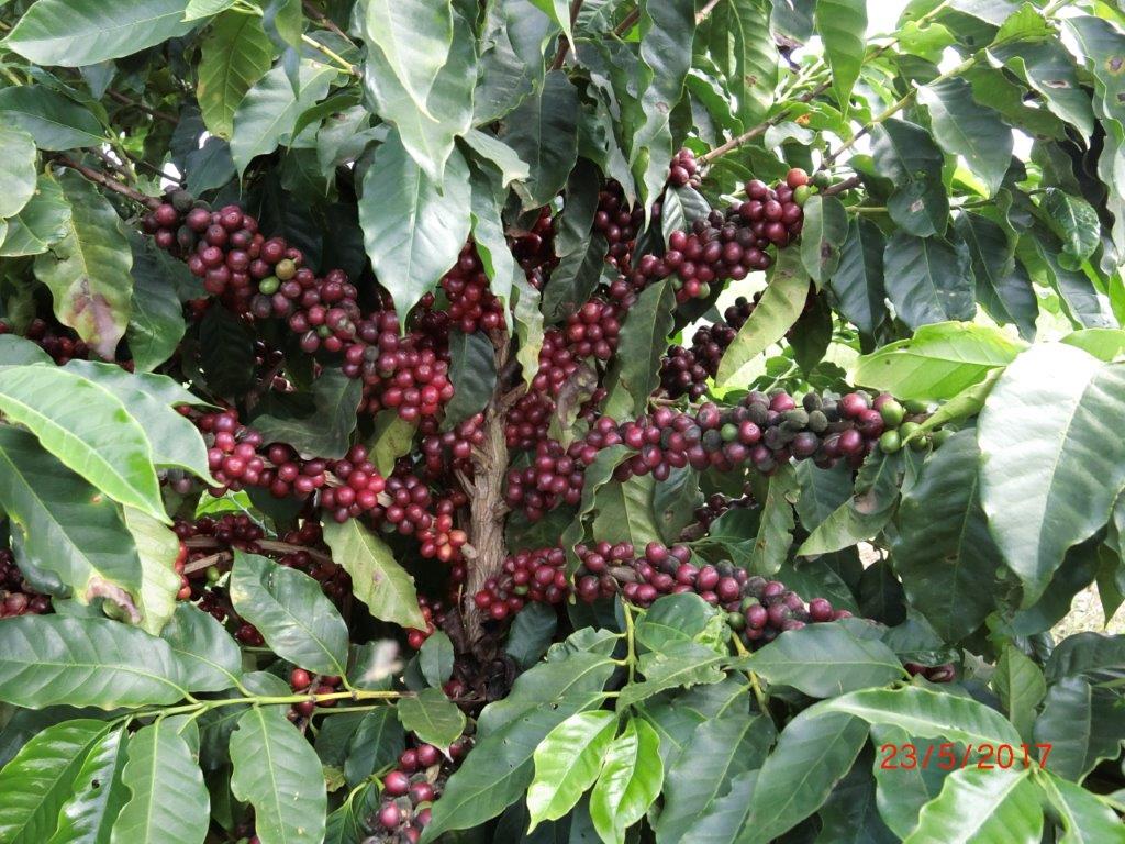 Brésil Mogiana