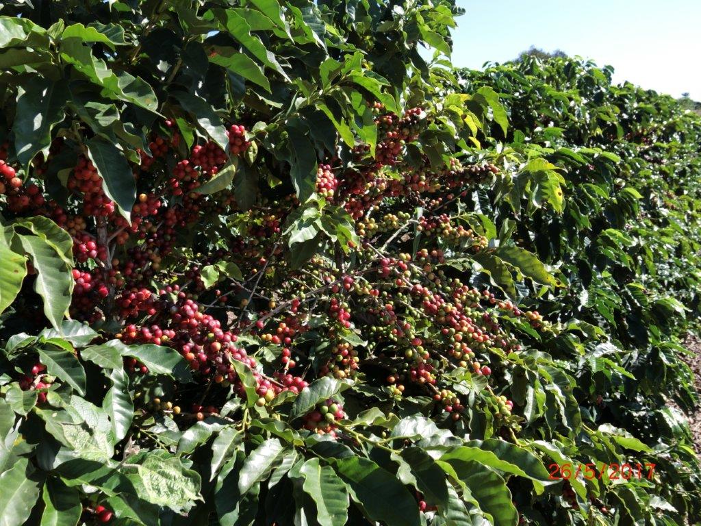 Brésil Mogiana