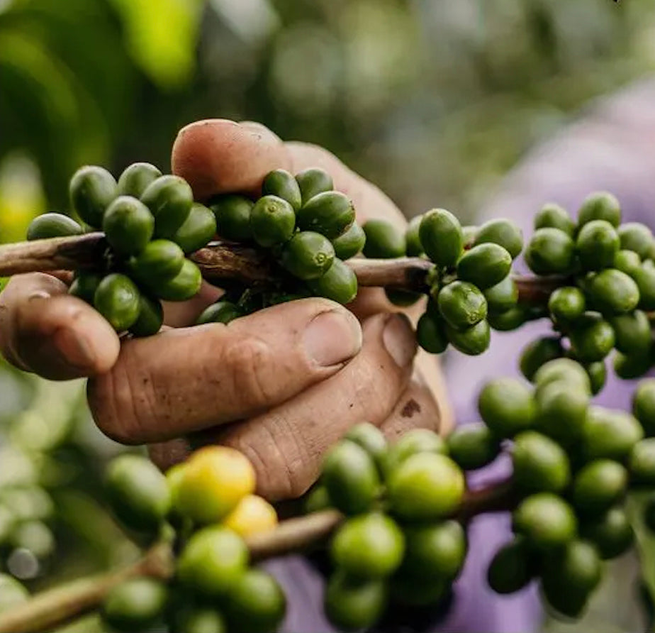 Colombie El Buho DECAFEINE !