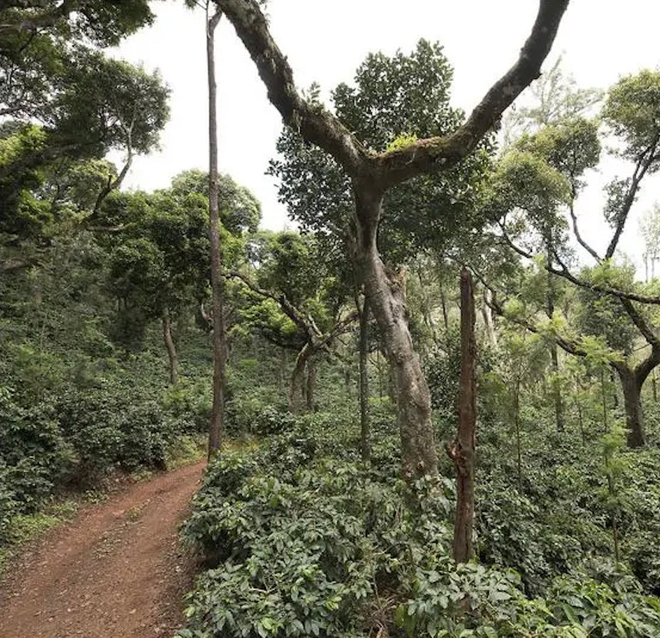 Inde Ratnagiri
