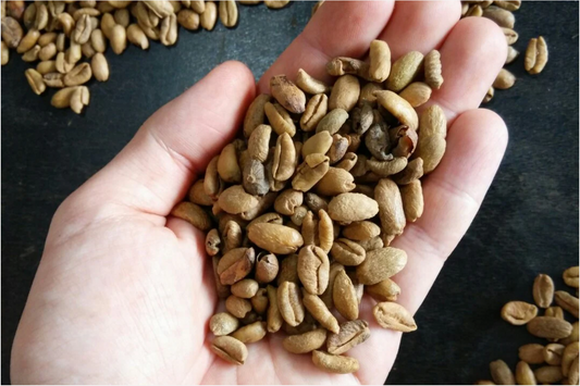 Malaisie Kebun Malaya - Collection Wouaw !