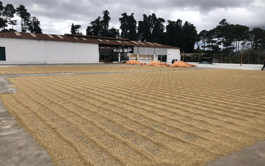 Guatemala Quequezques DECA !