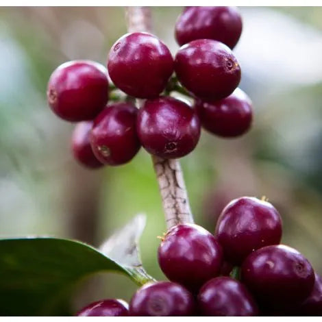 Ethiopie Tanash Girma