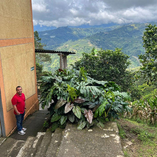 Flor de Apia - Collection Wouaw !