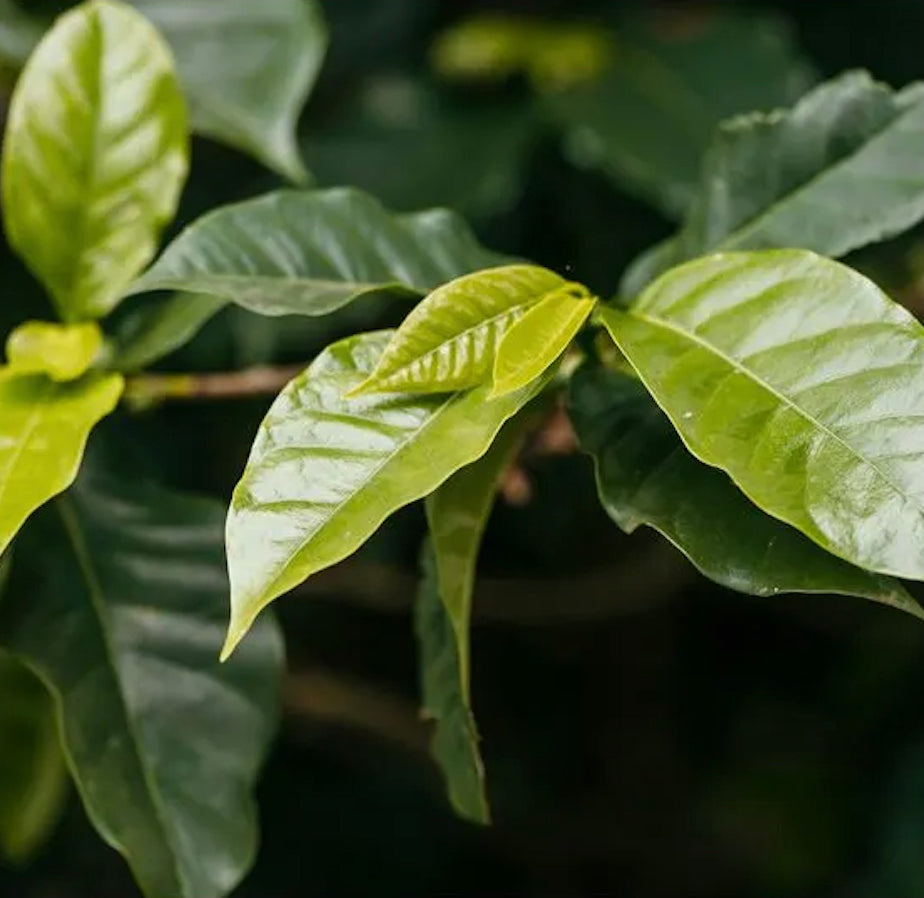 Guatemala Blue Ayarza