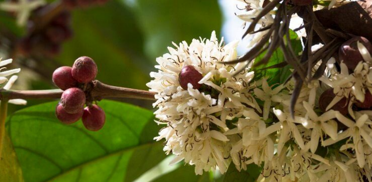 Malaisie Kebun Malaya - Collection Wouaw !