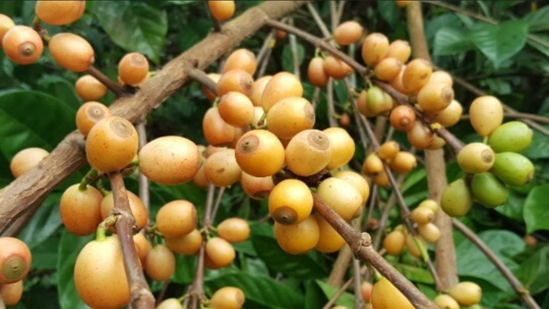 Malaisie Kebun Malaya - Collection Wouaw !