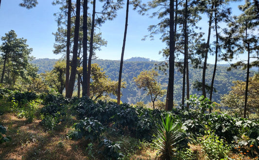 Guatemala Quequezques DECA !