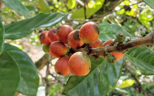 Malaisie Kebun Malaya - Collection Wouaw !